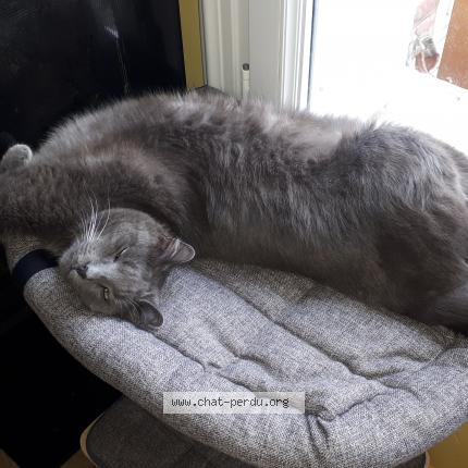Photo de chat perdu à Crouy