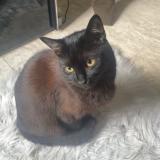 Photo de chat perdu à Mantes La Jolie