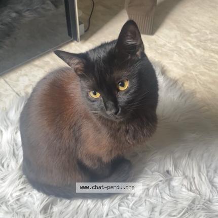 Photo 1/1 Chat retrouvé Perdu à Mantes la jolie