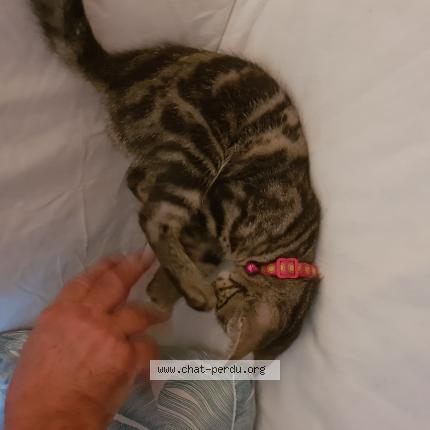 Photo de chat trouvé à Pontcharra