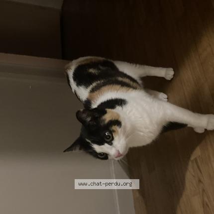 Photo de chat perdu à Asnieres Sur Seine