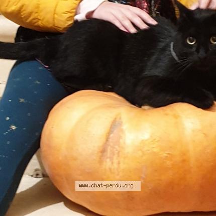 Photo de chat perdu à Douville