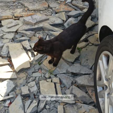 Photo 1/1 Chat retrouvé Perdu à Veyras