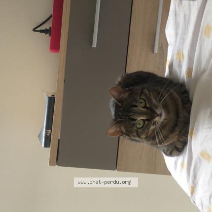 Photo de chat perdu à La Ville Du Bois