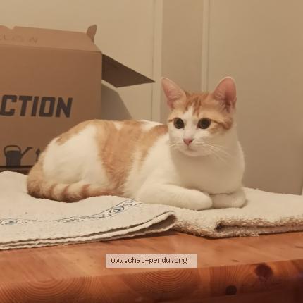 Photo 1/1 Chat retrouvé Perdu à Coulounieix Chamiers