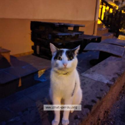 Photo 1/1 Chat retrouvé Perdu à Lupstein