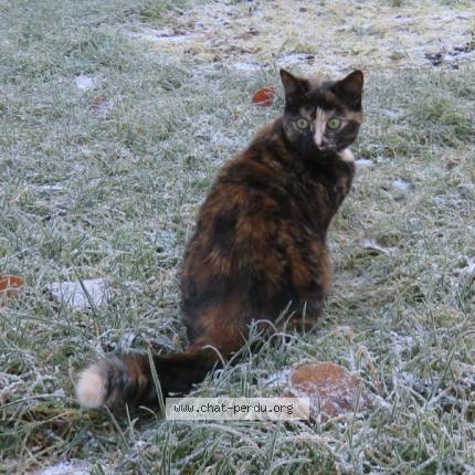 Photo 1/1 Kittie Chat perdu à Sucy en brie