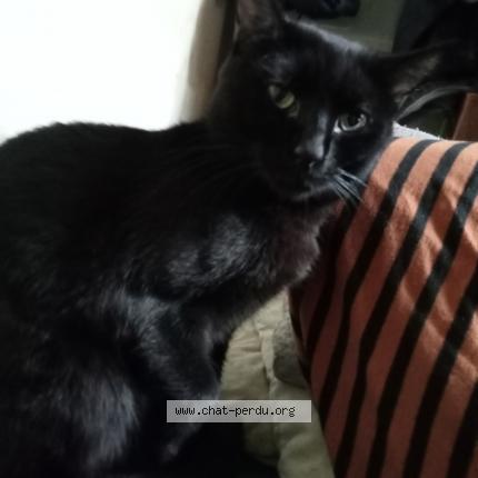 Photo 1/1 Chat retrouvé Perdu à Nimes