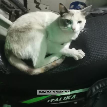 Photo 1/1 Paloma Chat perdu à Nezahualcoyotl