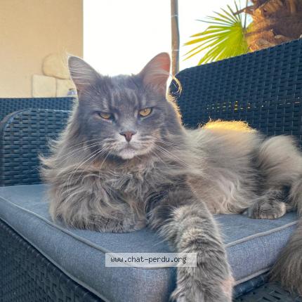 Photo de chat perdu à Montgeron