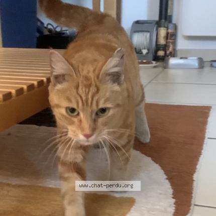 Photo de chat perdu à Grenoble