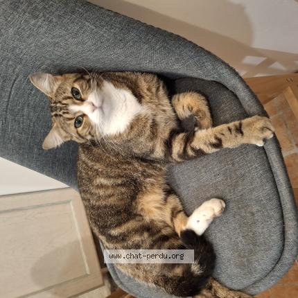 Photo 1/1 Karadoc Chat perdu à La chapelle palluau