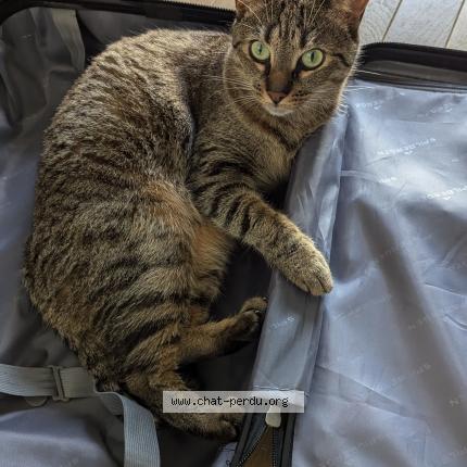 Photo 1/1 Chat retrouvé Perdu à Montrouge