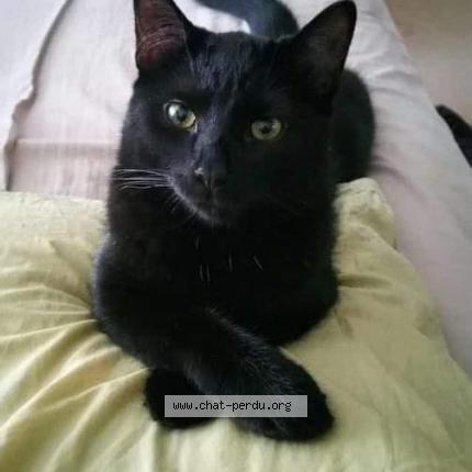 Photo 1/1 Simba Chat perdu à Saint loyer des champs