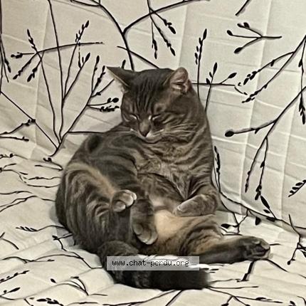 Photo 1/1 Ulysse Chat perdu à Prevencheres