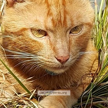 Photo 2/2 Tifou Titi Chat perdu à Castelculier