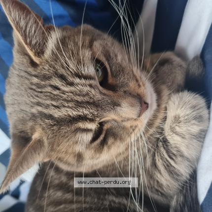 Photo 1/1 Chat retrouvé Perdu à Ozoir La Ferriere