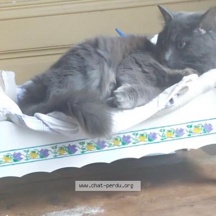 Photo de chat perdu à Lyon