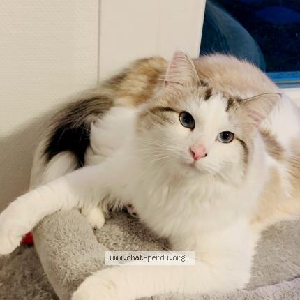 Photo de chat perdu à Ingersheim