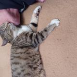 Photo de chat perdu à Rolleboise