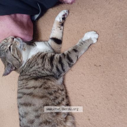 Photo 1/1 Chat retrouvé Perdu à Rolleboise