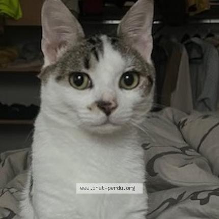 Photo 1/1 Chat retrouvé Perdu à Attichy