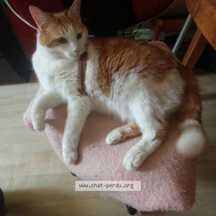 Photo de chat perdu à Villejuif