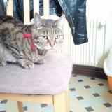 Photo de chat perdu à Sarge Sur Braye