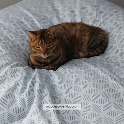 Photo 1/1 Chat retrouvé Perdu à St Doulchard