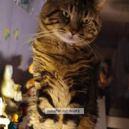 Photo 1/1 Silver Chat perdu à Salazac