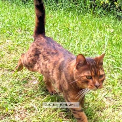 Photo 1/1 Chat retrouvé Trouvé à Hendaye