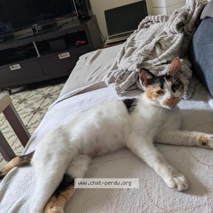 Photo de chat trouvé à Fresnoy En Gohelle