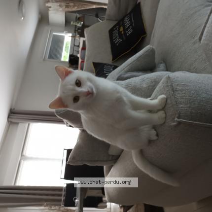 Photo de chat perdu à Lauw