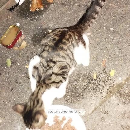 Photo 1/1 Chat trouvé Trouvé à Stains