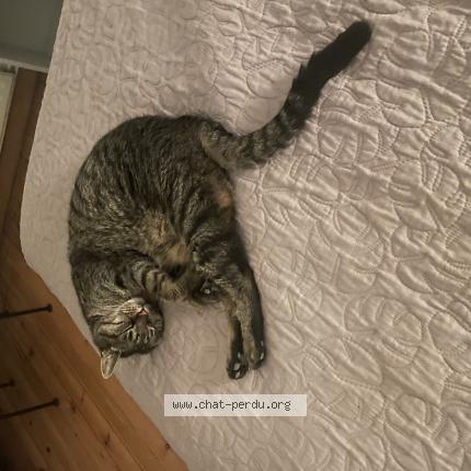 Photo de chat perdu à Montpellier