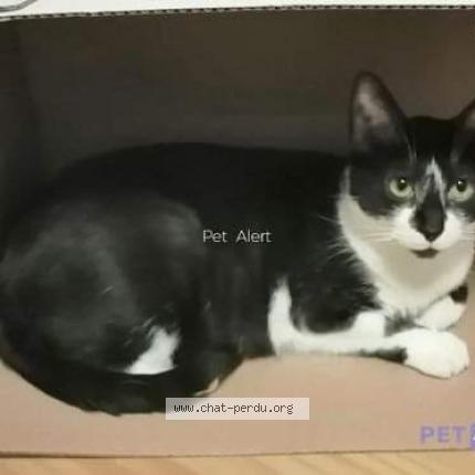 Photo de chat perdu à Pontoise
