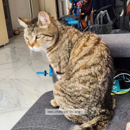 Photo de chat perdu à La Buisse