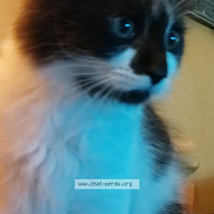 Photo de chat perdu à Fontet