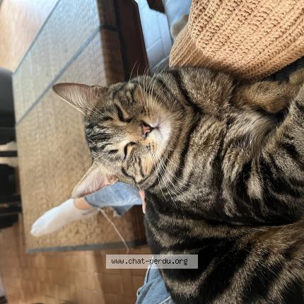 Photo de chat perdu à Nogent Sur Marne