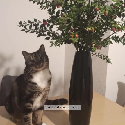 Photo de chat perdu à Bordeaux