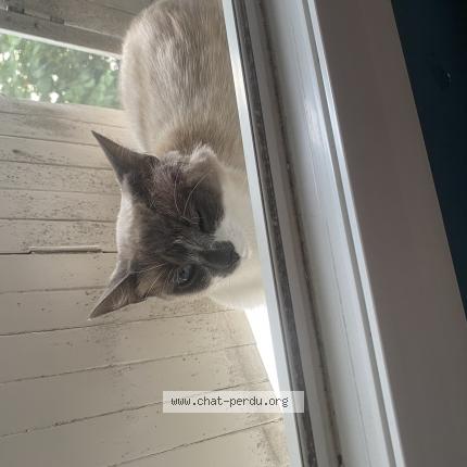 Photo de chat perdu à Coulounieix Chamiers