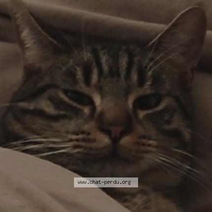Photo 1/1 Milo Chat perdu à Vitry sur seine