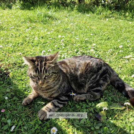 Photo 1/2 Poupouille Chat perdu à La couronne