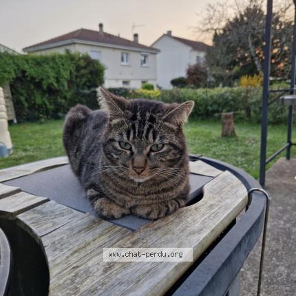 Photo 2/2 Poupouille Chat perdu à La couronne