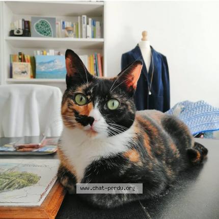 Photo 1/1 Chat retrouvé Perdu à Villefranche Sur Saone