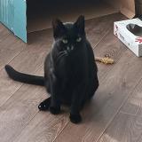 Photo de chat trouvé à Moulins Le Carbonnel