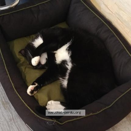 Photo 1/1 merlin Chat perdu à Le vivier sur mer