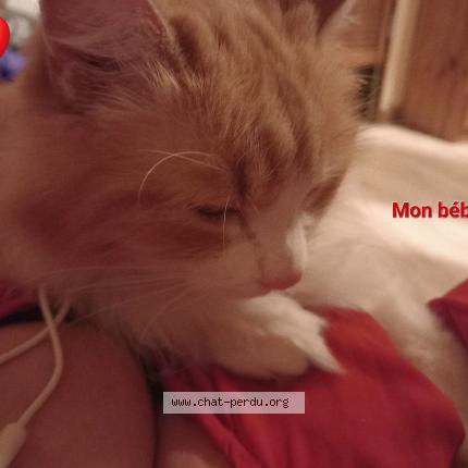 Photo 1/2 Chat retrouvé Perdu à Aix Les Bains