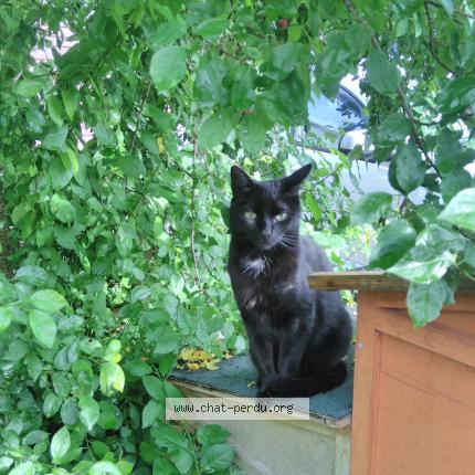 Photo 1/1 Chat retrouvé Perdu à Bindernheim