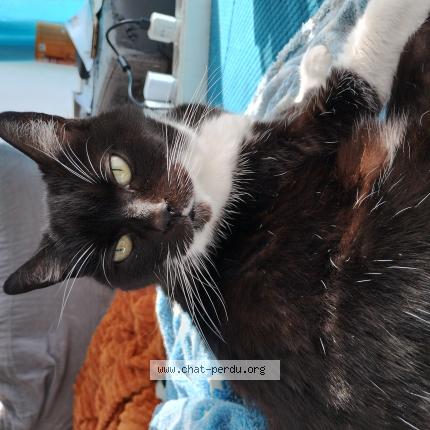 Photo de chat perdu à Dijon